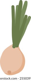 Handdrawn Onion Vegetable Vector Illustration