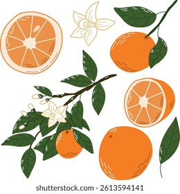 Hand-Drawn Orange Fruits and Blossoms Illustration with Green Leaves. A colorful hand-drawn illustration featuring oranges, blossoms, and green leaves, emphasizing freshness and nature. 