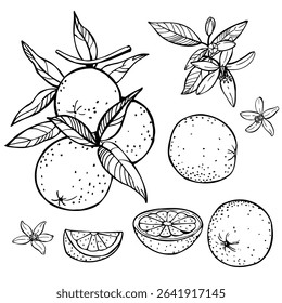 Hand-drawn orange fruits, leaves and flowers. Vector sketch  illustration.