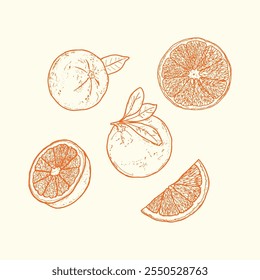 Hand-drawn orange set illustrations of whole oranges, slices, and leaves. Perfect for use in food-related designs, packaging, branding, decor, and vintage-style illustrations.