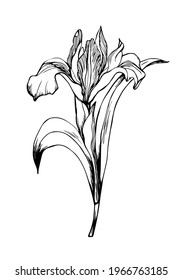 Hand-drawn outline Doodle Iris Flower Isolated on white background. Vector graphics. Buds and leaves. Botanical illustration. Perfect for Postcard, Interior decoration. Flowers gift Poster, Print