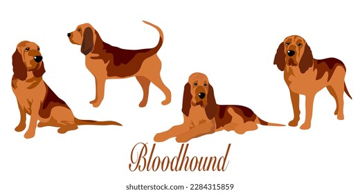 Hand-Drawn Outlines of a Cute bloodhound in Various Poses, Rendered in Doodle-Style Drawing with Freehand Sketching