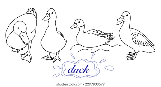 Handgezeichnete Umrisse einer schlauen Ente in verschiedenen Stiften, gerendert in Doodle-Style Zeichnung mit Freehand-Skizze