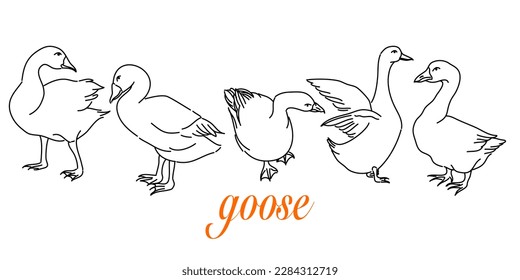 Hand  Drawn Outlines Cute goose in Various Poses  Rendered in Doodle  Style Drawing and Freehand Sketching