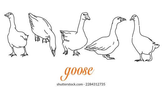 Hand-Drawn Outlines of a Cute goose in Various Poses, Rendered in Doodle-Style Drawing with Freehand Sketching