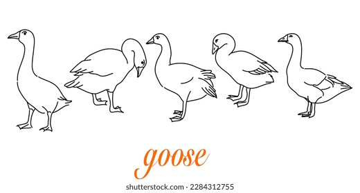 Hand  Drawn Outlines Cute goose in Various Poses  Rendered in Doodle  Style Drawing and Freehand Sketching