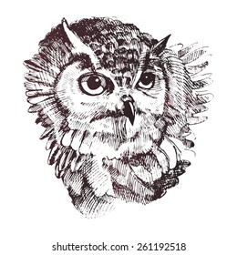 Hand-drawn owl . 