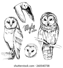 Hand-drawn owl Tyto alba.  Sit on a branch and in flight. Set of sketches of owls.