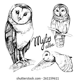 Hand-drawn owl Tyto alba.  Sit on a branch and in flight. Set of sketches of owls.