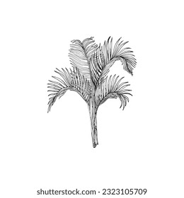 Handdrawn palm tree illustration, palm tree drawing, island tree, wild tree, africa, tropical, jungle