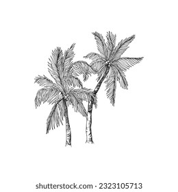 Handdrawn palm tree illustration, palm tree drawing, island tree, wild tree, africa, tropical, jungle