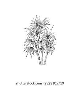 Handdrawn palm tree illustration, palm tree drawing, island tree, wild tree, africa, tropical, jungle