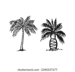 Hand-drawn palmtrees vector illustration. Two different palm trees drawing shape vector eps10.