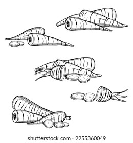  Hand-drawn parsnip (Pastinaca sativa). Vector sketch  illustration.