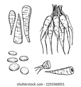  Hand-drawn parsnip (Pastinaca sativa). Vector sketch  illustration.