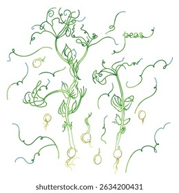 Hand-Drawn Pea Plants Vector Illustration with Sprouts and Seeds
