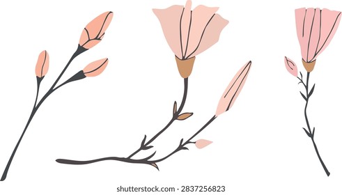 Hand-drawn peach bindweed flowers set illustration on white background, three botanical blooms with buds and branches flat design clipart collection