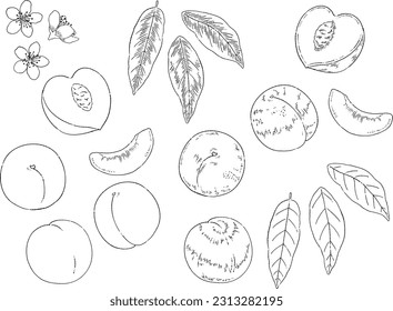Hand-drawn Peach line art illustration