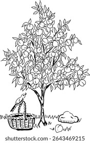 Hand-drawn peach tree vector doodle. A tree filled with peaches, a sparrow, and a basket. Time to harvest the peaches.