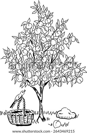 Hand-drawn peach tree vector doodle. A tree filled with peaches, a sparrow, and a basket. Time to harvest the peaches.