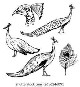Pavão desenhado à mão. Ilustração de esboço vetorial.