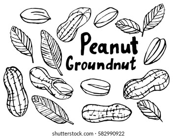 Hand-drawn peanuts. Vector illustration.