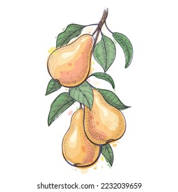 Handdrawn pear branch. Watercolor sketch of pears offshoot isolated, drawing fruits and leaves vector illustration