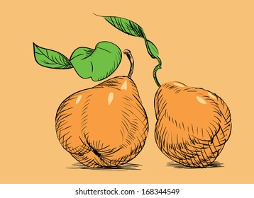 hand-drawn pear, old duchess pear 