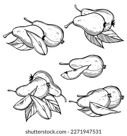 Hand-drawn pears on white background. Vector sketch  illustration.