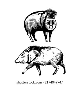 Hand-drawn  Peccary (family Tayassuidae,  Javelina). Vector Sketch  Illustration.