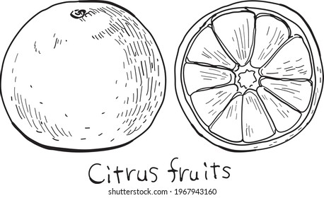 Hand-drawn pen drawing of citrus fruits.
