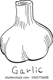 Eine handgezeichnete Knoblauchzeichnung.