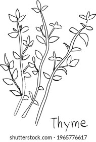 Hand-drawn pen drawing of thyme.