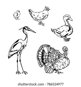 Hand-drawn pencil graphics, birds set. Engraving, stencil style. Black and white logo, sign, emblem, symbol. Stamp, seal. Simple illustration. Sketch.