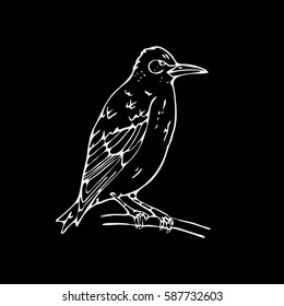 Hand-drawn pencil graphics,small bird, starling, woodpecker, oriole. Engraving, stencil style. Black and white logo, sign, emblem, symbol. Stamp, seal. Simple illustration. Sketch.