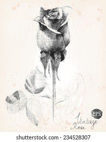 Hand-drawn pencil sketch of a rose. Vintage style vector illustration.