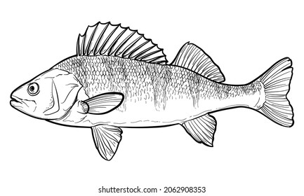 Hand-drawn Perch. Black and white. Vector sketch of a fish isolated on a white background.