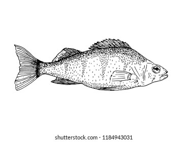 Hand-drawn perch. Realistic drawing of sea fish.