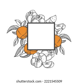 Hand-drawn persimmon set. Vector frame. Sketch  illustration. 