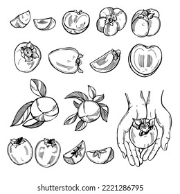 Hand-drawn persimmon set. Vector sketch  illustration. 