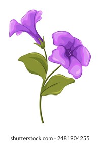 Hand-drawn petunia flower. Isolated vector image