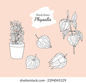 Hand-drawn physalis. Physalis plant in a pot, branch of physalis, and fruits.  Tomatillo illustration isolated on a white background. 