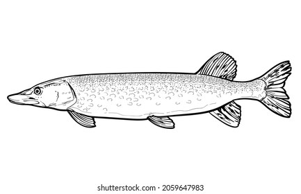 Hand-drawn Pike. Black and white. Vector sketch of a fish isolated on a white background.