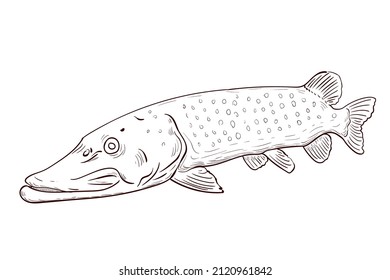 Hand-drawn Pike. Black and white. Vector sketch of a fish isolated on a white background.