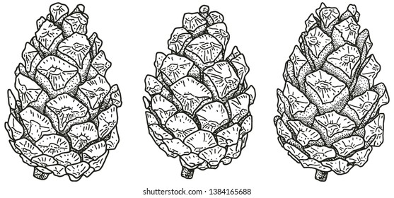 Hand-drawn pine cone. in engraving style
