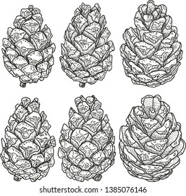 Hand-drawn pine cone. in engraving style
