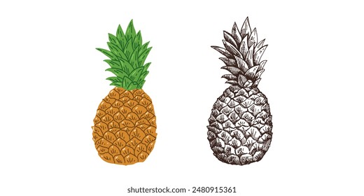 Hand-drawn pineapple colored and monochrome sketch. Isolated vector ananas illustration. Whole tropical fruit, food sketch.	