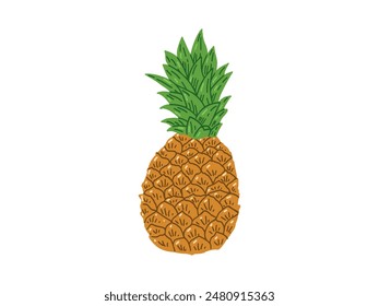 Hand-drawn pineapple colored sketch. Isolated vector ananas illustration. Whole tropical fruit, food sketch.	