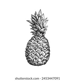 Handgezeichnete Ananas-Skizze. Isolierte Vektorgrafik Ananas Illustration. Ganze tropische Früchte, Lebensmittelskizze.