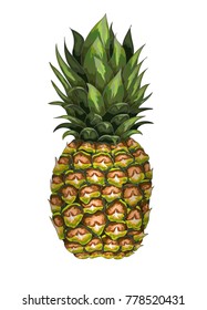 Hand-drawn pineapple. Vector illustration.